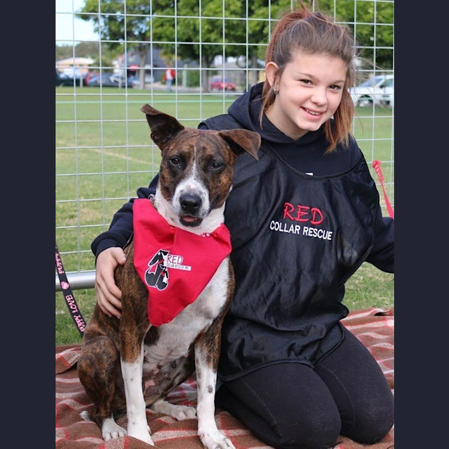 Photo of Ava (Adoption Pending)