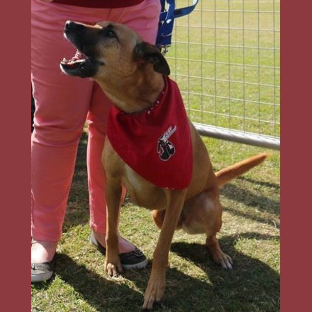 Photo of Molly Brown (At Rspca Big Adopt Day Sept 19 Bris)
