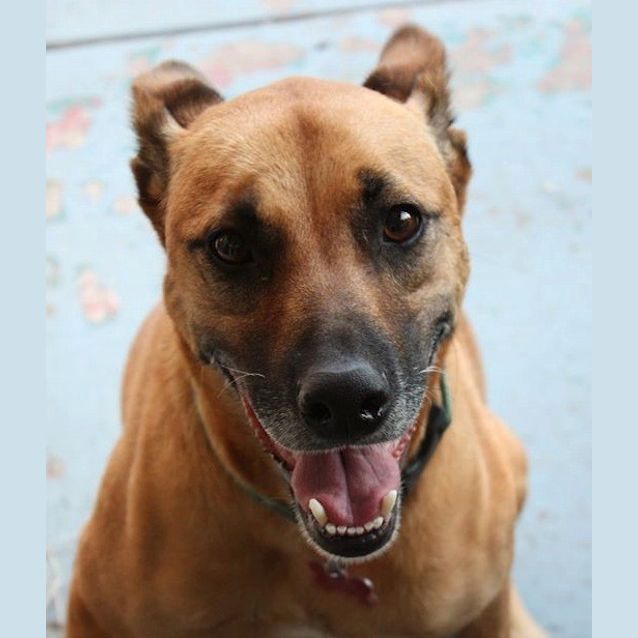 Photo of Molly Brown (At Rspca Big Adopt Day Sept 19 Bris)