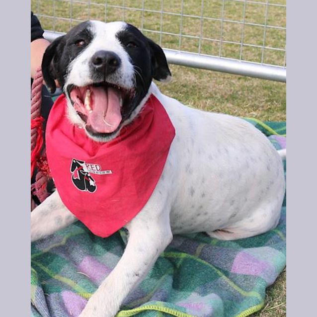 Photo of Connor (Adoption Pending)