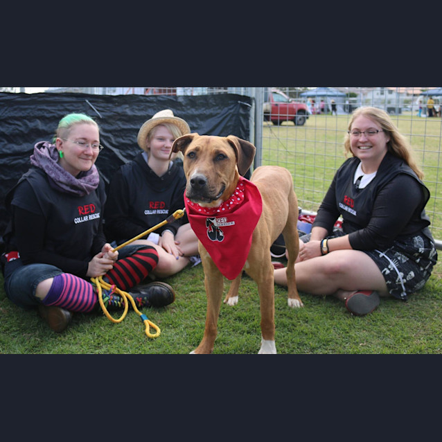 Photo of Missy (At Rspca Big Adopt Day Sept 19 Brisbane)