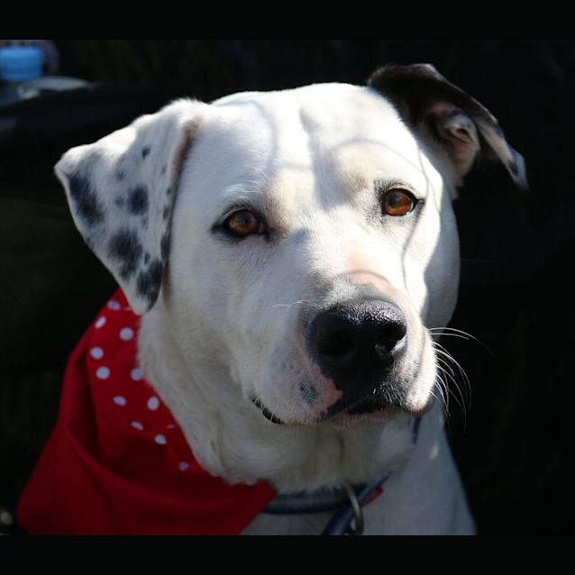 Photo of Ella (Adoption Pending)