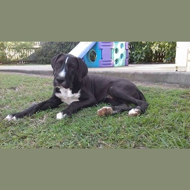 Photo of Rama (Adoption Pending)