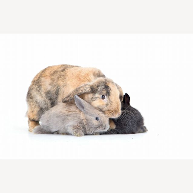 Photo of Rose And Bear