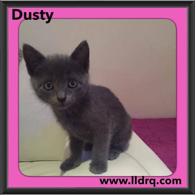 Photo of Dusty 