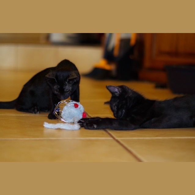 Photo of Mack (Bec21377) *Adopted*