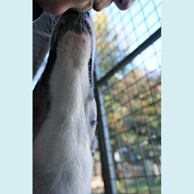 Photo of Chanel (Adoption Pending)