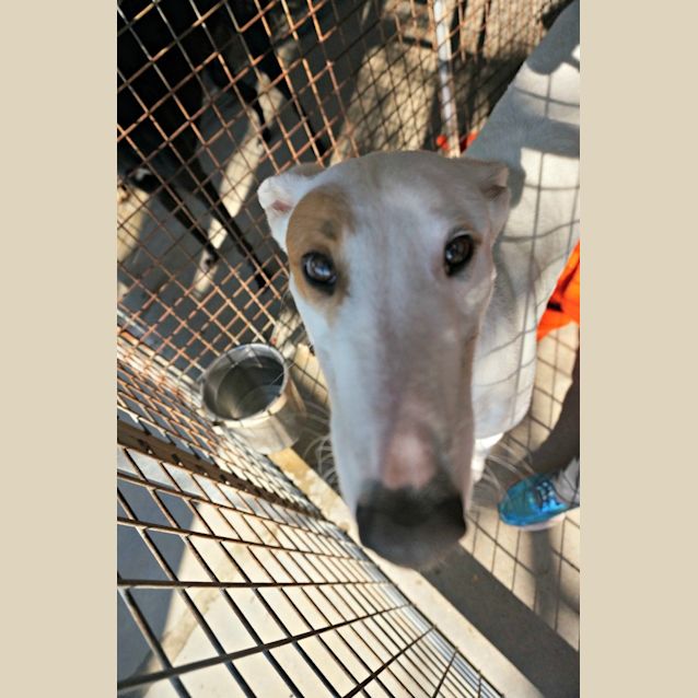 Photo of Casper (On Trial)