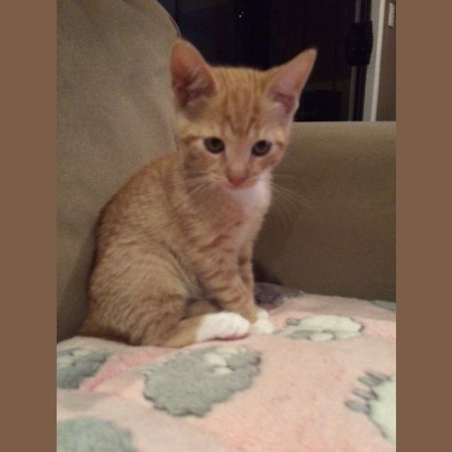 Photo of Bluey (Pre Adoption)