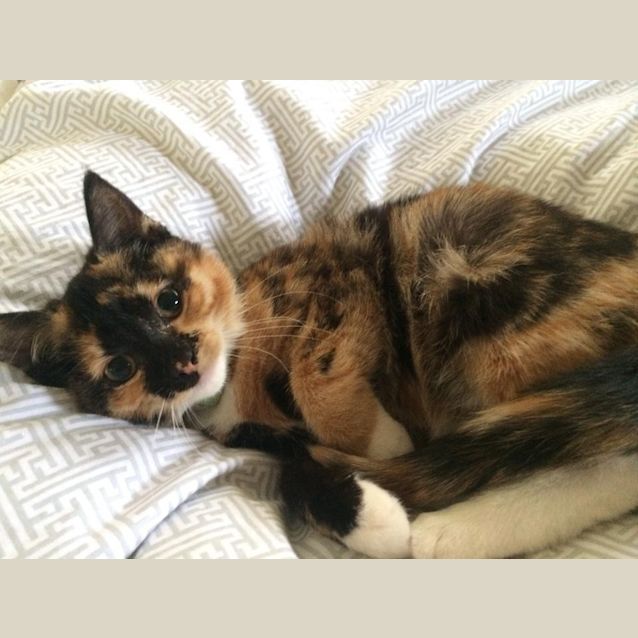 Photo of Little Layla