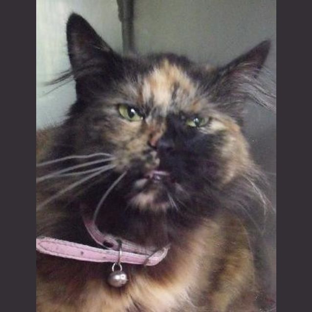 Photo of Cookie