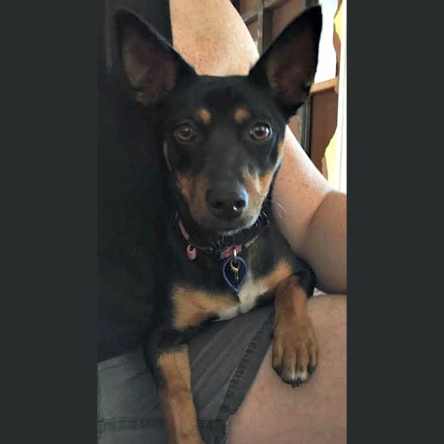 Photo of Coco ~ Dachshund X (On Trial 10/7/15)