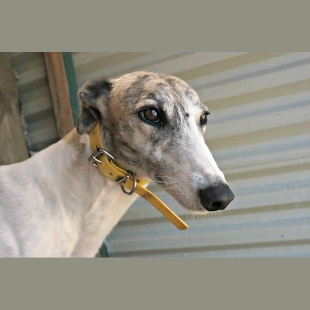 Photo of Pearl