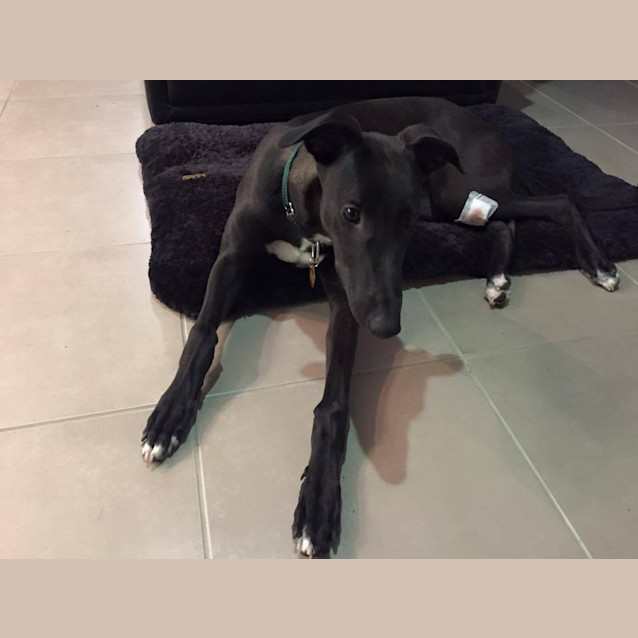 Photo of “Ari”, Best Buddy Pup. Brisbane