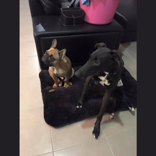 Photo of “Ari”, Best Buddy Pup. Brisbane