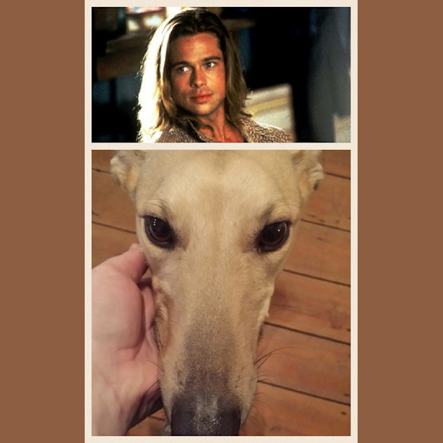 Photo of "Tango" The Lovable Doofus. Brisbane/Gold Coast