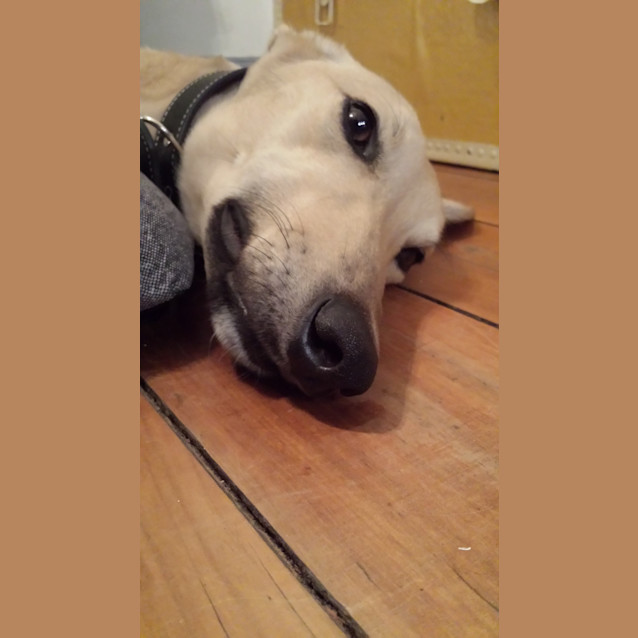 Photo of "Tango" The Lovable Doofus. Brisbane/Gold Coast