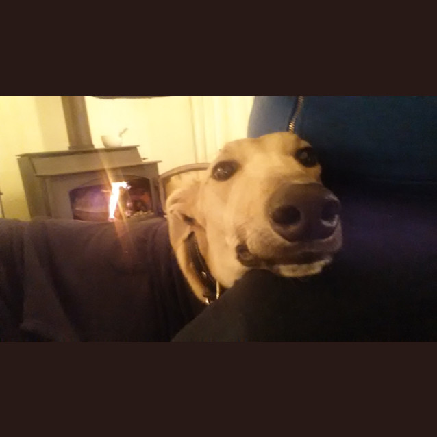 Photo of "Tango" The Lovable Doofus. Brisbane/Gold Coast