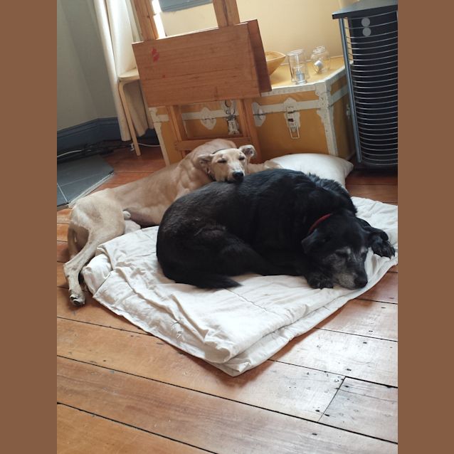 Photo of "Tango" The Lovable Doofus. Brisbane/Gold Coast