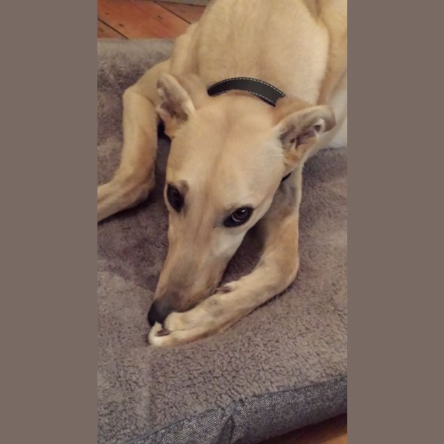 Photo of "Tango" The Lovable Doofus. Brisbane/Gold Coast