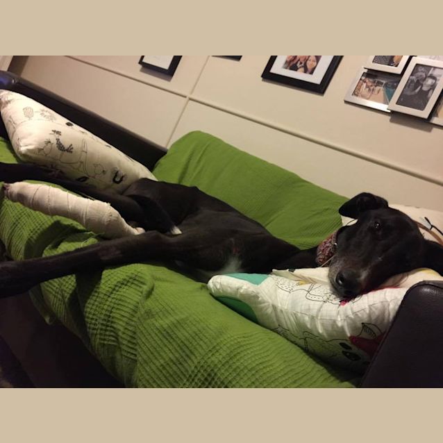 Photo of "Larry", Mr Nice Guy. Brisbane