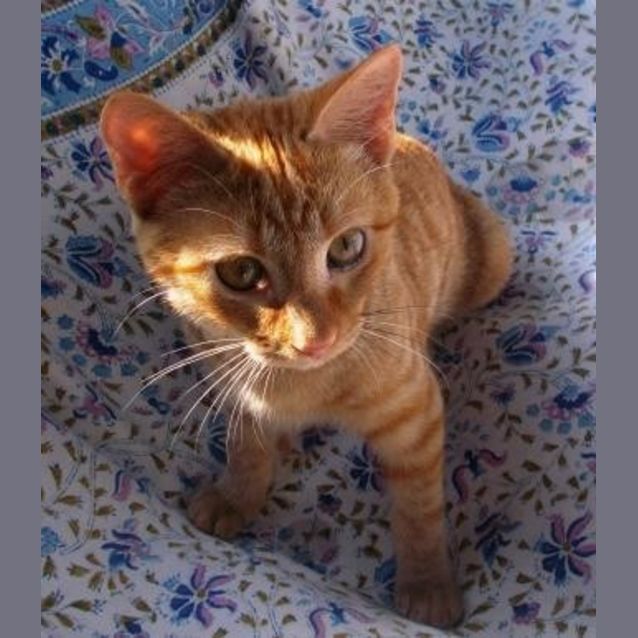 Photo of Tiger