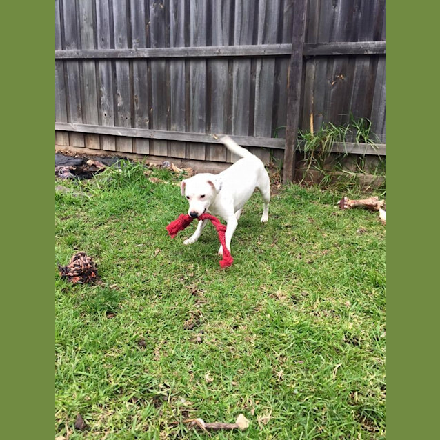 Photo of Dottie