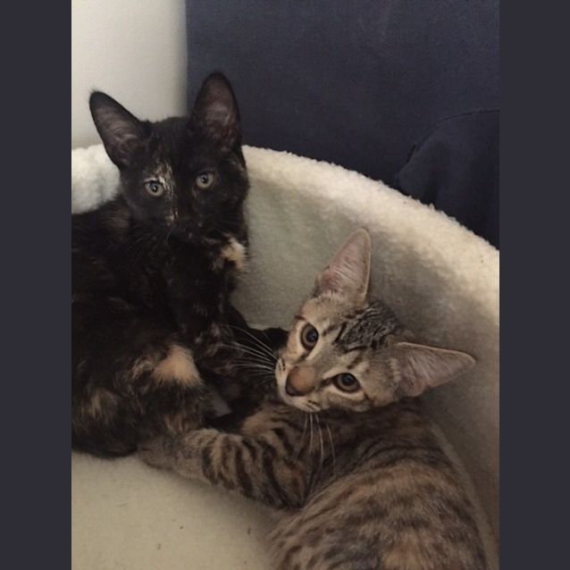 Photo of Thea And Lydia (Dual Adoption)