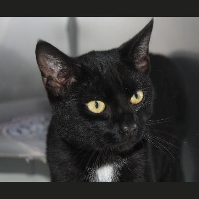 Photo of Tux