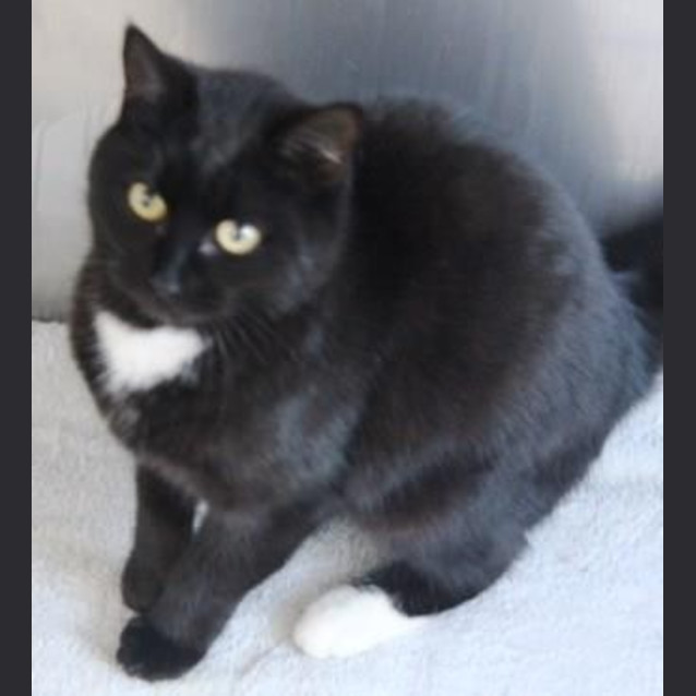 Photo of Petal