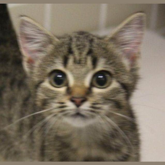 Photo of Dandelion
