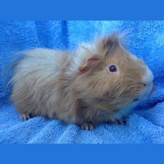 Photo of Tango And Crunchie