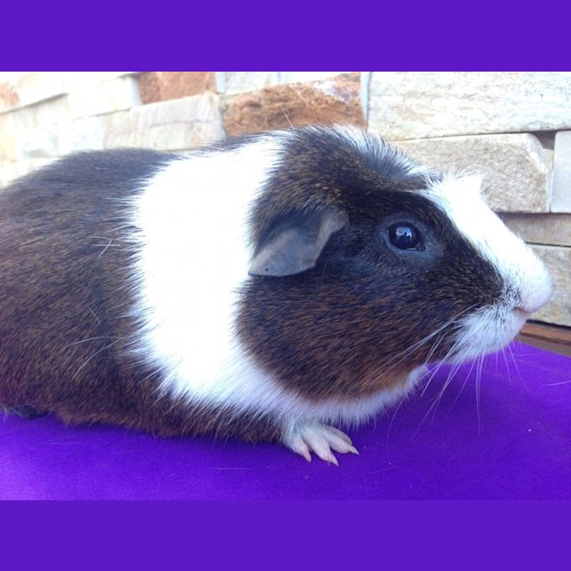 Photo of Tango And Crunchie