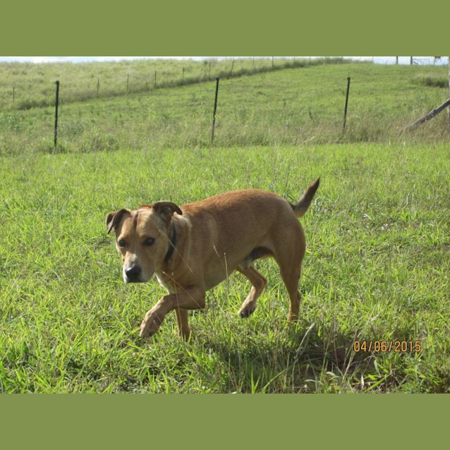 Photo of Wilbur (Adoption Pending)