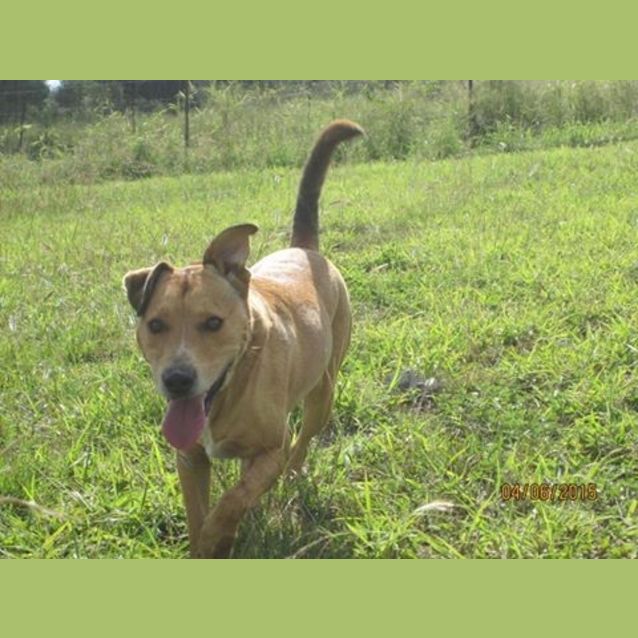 Photo of Wilbur (Adoption Pending)