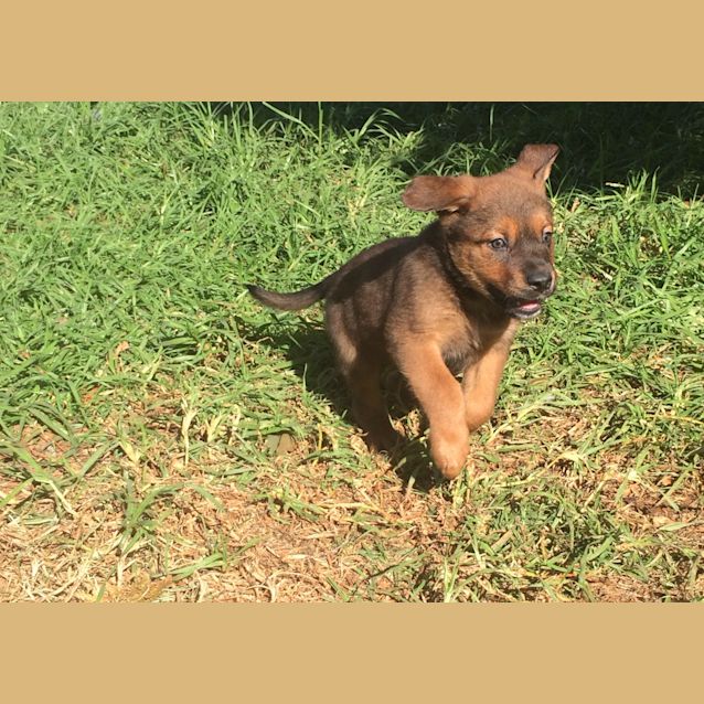 Photo of Archie