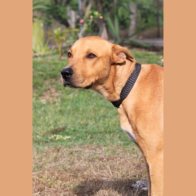 Photo of Simba