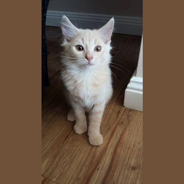 Photo of Squeak     Kitten Kapers Rescue
