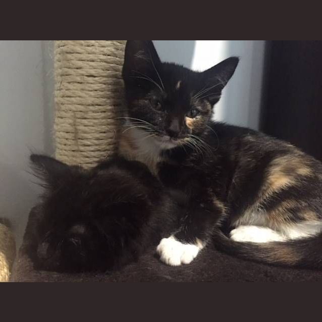 Photo of Mia     Kitten Kapers Rescue