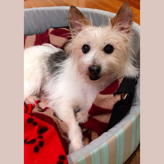 Photo of Bella A Sweet Little Lady