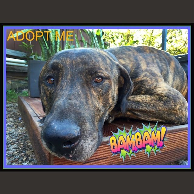 Photo of Bam Bam ~ Great Dane X Mastiff (Trial 8/7/15)