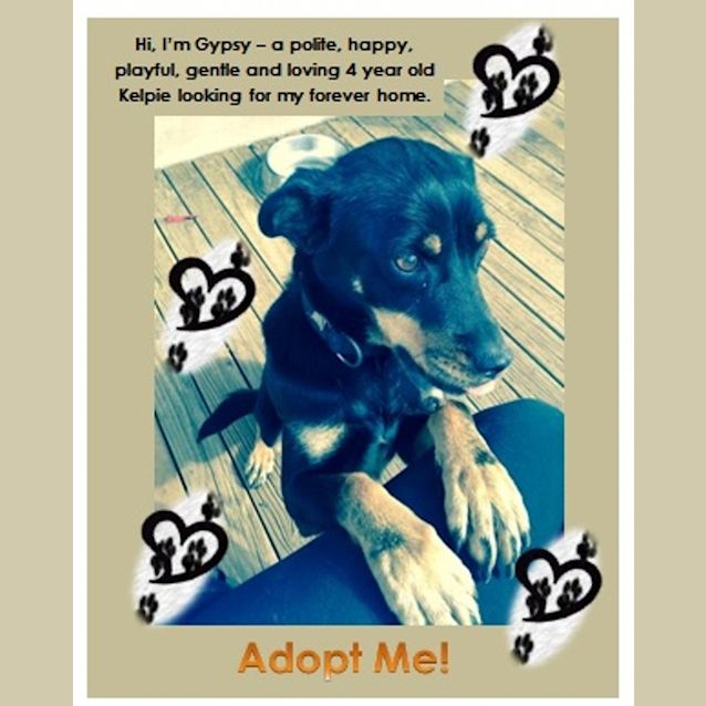 Photo of Gypsy ~ Kelpie (Trial 31/7/15)