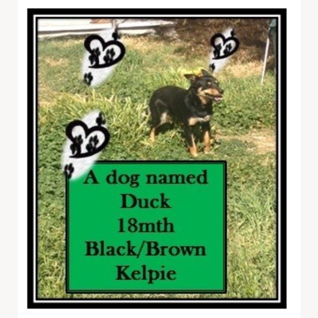Photo of Duck ~ Male Kelpie (Trial 9/11/15)