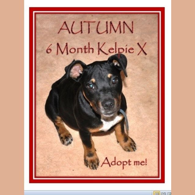 Photo of Autumn ~ Kelpie X Staffy (On Trial 10/7/15)