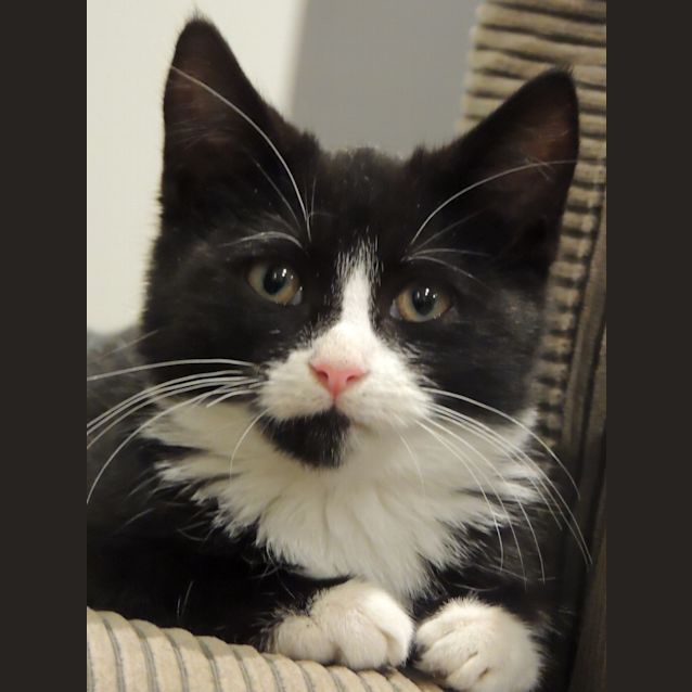 Photo of Rascal