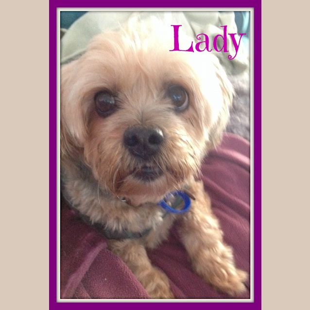 Photo of Lady ~ Shih Tzu X Silky Terrier (On Trial 13/7/15)