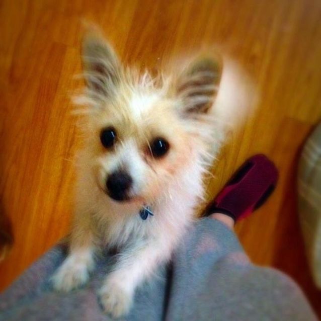 Photo of Gizmo   Adoption Being Processed
