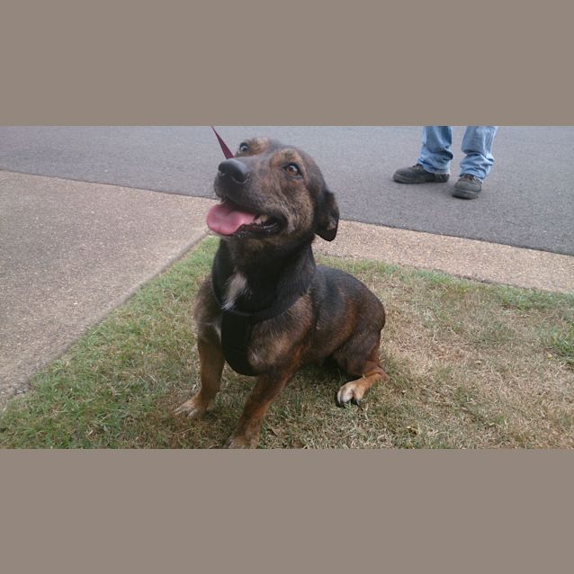 Photo of Chica (Adoption Pending)