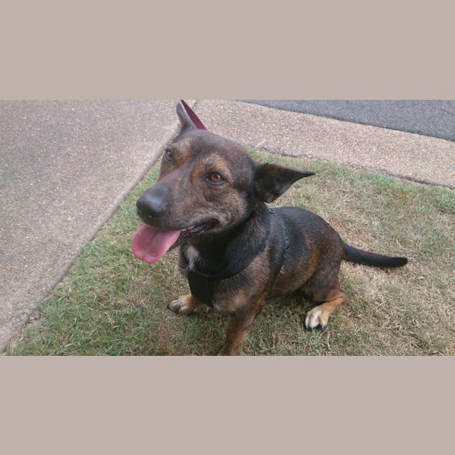 Photo of Chica (Adoption Pending)