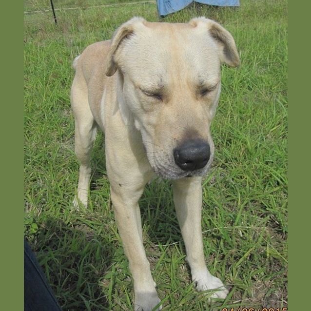 Photo of Bo'jangles (At Rspca Big Adopt Day Sept 19 Brisban